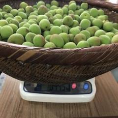 カノン様専用無農薬完熟南高梅10キロ