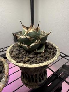 アガベチタノタseeding 検）清櫻 皇冠 大白鯊 オアハカ 麻花龍 アガベ チタノタ 白鯨 agave 検索用 清櫻 皇冠 悪魔くん SAD 白