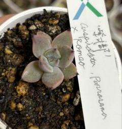 2025年最新】多肉植物 紫式部の人気アイテム - メルカリ