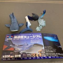 海遊館ミュージアム フルコンプ リーフレット付
