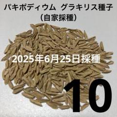 25年5月15日自家採取 【パキポディウムグラキリス 】種子8粒＋2