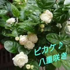 ピカケ苗 八重ボタン咲き三年大苗 2025年最新】PIKAkE 苗の人気アイテム - メルカリ