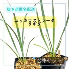 suika　ユッカ ロストラータ　実生株7株　抜き苗発送 ユッカ ロストラータ 実生苗約300株