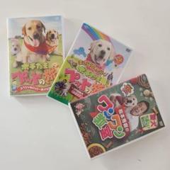 ポチたま 松本秀樹 DVDおまとめ3点セット