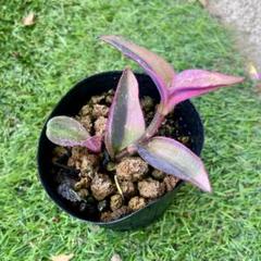 ブラックストライプピンク錦・土付き抜き苗発送 多肉植物】増えた苗を友達に送りたい！どこの郵便局でも配達