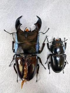 インド ヒラタクワガタ 標本 昆虫標本 大型ヒラタクワガタ標本 - メルカリ