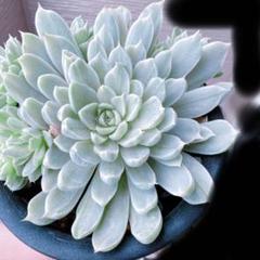 ◯錦玉園　♡最終値下げ♡ 札付きエケベリアセット 10苗訳あり 冬の魔法につつまれて♬ 朝から妄想……🤣♡ オアシスかと思ったら