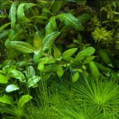 ☆　極珍種！ 美種！ホシクサspペドラスター プランツ　ホシクサ　水上育成株 ☆ 極珍種！ 美種！ホシクサspペドラスター プランツ ホシクサ