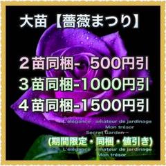 1鉢 良苗【ピエール ドゥ ロンサール】・大株苗 中香(つるバラ)【返咲】大輪