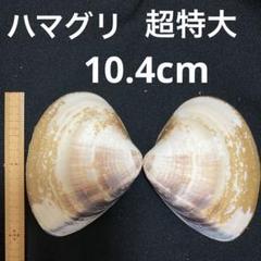 国産ハマグリ貝殻 超特大10.4cm 蛤 - メルカリ
