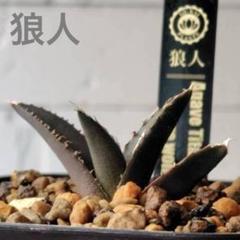 現物出品 アガベ チタノタ 狼人錦 精選子株 アガベ チタノタ 