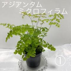 アジアンタム ミクロの人気アイテム メルカリ