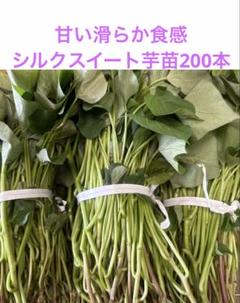 シルクスイート芋苗200本セール - メルカリ