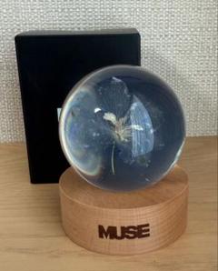 BTS JIMIN MUSE Paper Weight ペーパーウエイト BTS Jimin Muse BLOOMING ver. Flower Paper Weight | eBay
