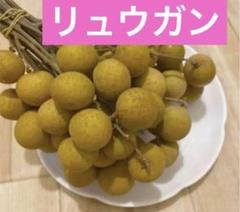 2025年最新】リュウガン 苗の人気アイテム - メルカリ