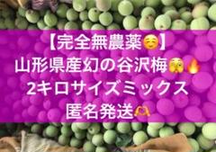 【匿名発送】幻の谷沢梅　山形県産　産地直送　朝採り新鮮　無農薬栽培　青梅10キロ 完全無農薬】山形県産幻の谷沢梅 青梅 追熟梅10キロ 朝採り配送
