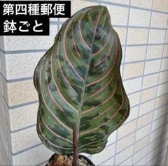 3 アグラオネマ　ピクタム　ファントム Aglaonema picutum Aglaonema picutm Phantom WS 【AZ0914-2b】 - えはぶろ