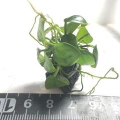 ⑥アヌビアスナナプチ溶岩石のサムネイル