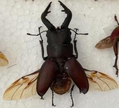 ノコギリクワガタ 標本 昆虫 飛翔 - メルカリ