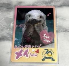 鳥羽水族館 70周年記念 コレクションカード ノーマルカード　メイ