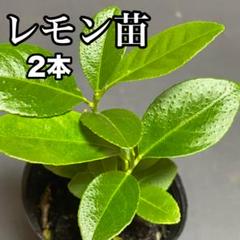 無農薬 レモン苗木 苗 広島レモン 果物苗 苗木 野菜 - メルカリ