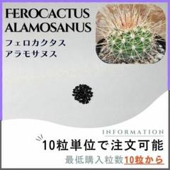 純黄刺 金冠竜 実生 鉢植えメルカリ便発送( •ω- )☆ 純黄刺 金冠竜 実生 鉢植えメルカリ便送料込み - メルカリ