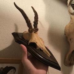 ノロジカ ハンティングトロフィー 頭骨 鹿の角 剥製