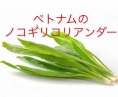 500粒以上ベトナムノコギリコリアンダーパクチーファランの種