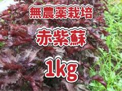 無農薬★赤紫蘇★2kg 天然 無農薬栽培 赤紫蘇 1kg 山形県産 - メルカリ
