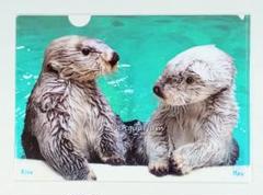 鳥羽水族館 メイキラ クリアファイル 新品 送料無料！