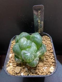 き*ん様 多肉植物　ハオルチア ショッキング紫オブツーサ錦　鮮明錦　糊斑 61I8GM-Ve6L._UF350,350_QL80_.jpg