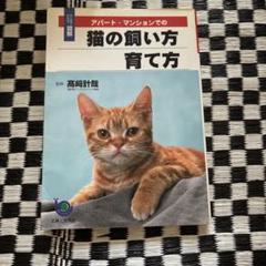 アパート・マンションでの猫の飼い方育て方