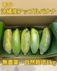 2025年最新】アップルバナナ 苗の人気アイテム - メルカリ