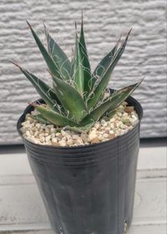 アガベ　イシスメンシス✖️フィリフェラ　２個セット cultivate-store_agave-fi