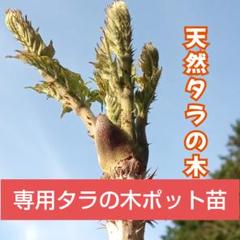 【おトク】 ライライ様のタラの木の苗 メルカリ - 落葉樹