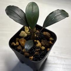 2025年最新】bucephalandra sp grayの人気アイテム - メルカリ