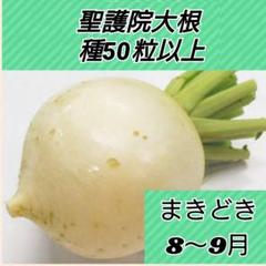 聖護院大根 種50粒以上