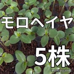 新鮮 モロヘイヤ苗 5株のサムネイル