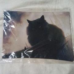 もの久保 ポーチ 黒猫 Megalophilia