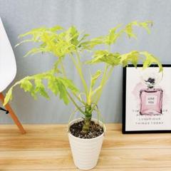 【残り一点】フィロデンドロン プレミアムゴールド セロームゴールド 観葉植物 在庫］【希少】※残りわずか※ フィロデンドロン セローム
