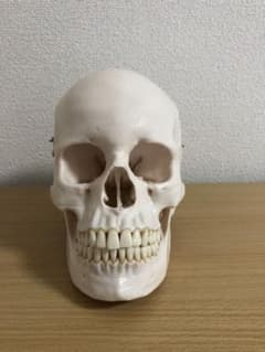 頭蓋骨模型 NISSIN製 P10-SB.1 - メルカリ