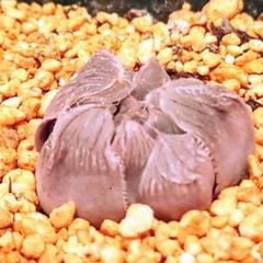 【激安】オブツーサ ブルーレンズ　大株・小粒　鉢付き植えたまま　極上品　高級 2025年最新】ブルーレンズ ハオルチアの人気アイテム - メルカリ