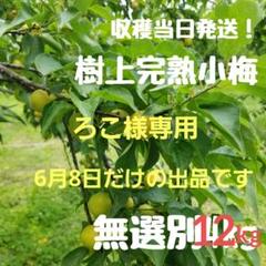 榛名山麓　梅生産農家直送！　樹上完熟小梅 12kg 榛名山麓 梅生産農家直送！ 樹上完熟小梅 4kg - メルカリ