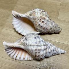 【希少】 トウカムリ 唐冠貝 法螺貝 ほら貝 ホラガイ ホラ貝M（法螺貝） 貝殻 ホラガイ インテリア 約28〜30cm