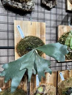 P. willinckii cotton cloud ビカクシダ - メルカリ