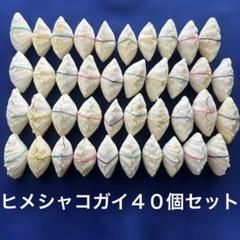 シャコガイ（ヒメシャコガイ）まとめ売り　４０個セット　　3、3kg