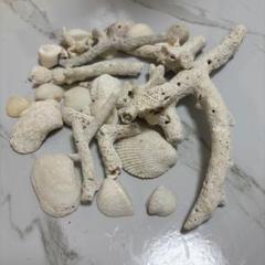 珊瑚　貝殻　置物　サンゴ　インテリア