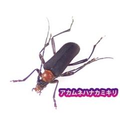 【標本】ムシャカミキリ ひょっとして…踏まれちゃった！？【ミヤマカミキリの標本づくり