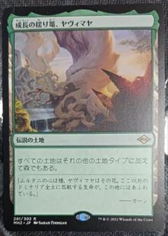 MTG 成長の揺り篭、ヤヴィマヤ 旧枠 英語 3枚セット 成長の揺り篭、ヤヴィマヤ｜カードギャラリー｜マジック：ザ