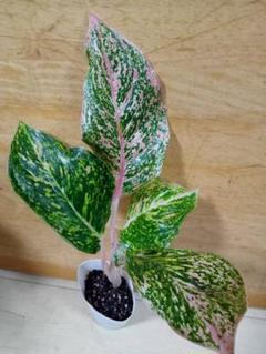 観葉植物】☆希少☆アグラオネマ ピンク | 陽華園